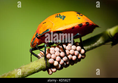 Cotone femmina arlecchino bug (tectocoris diophthalmus) sorvegliare le uova sulla hibiscus costiere. fingal teste. Nuovo Galles del Sud Australia. Foto Stock