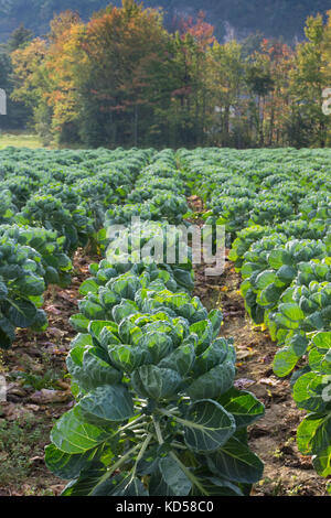 Righe di i cavoletti di Bruxelles in un campo in primo piano e alberi decidui con foglie girando i colori dell'autunno in background. profondità di campo. Foto Stock