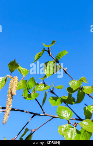 Foglie giovani di betulla Foto Stock