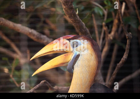 Pomello hornbill bird rhyticeros cassidix si trova in Indonesia Foto Stock