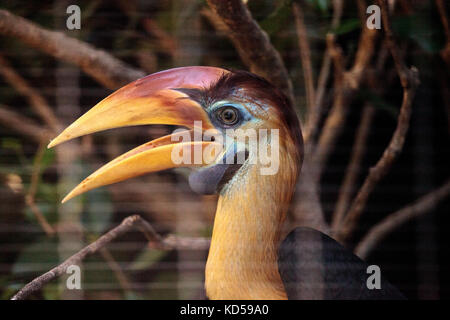 Pomello hornbill bird rhyticeros cassidix si trova in Indonesia Foto Stock