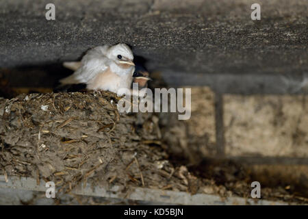 Fienile Swallow / Rauchschwalbe ( Hirundo rustica ), pulcini in nido, quasi volgato, uno con piumaggio bianco, raro difetto genico, leucista, leuismo, Europa Foto Stock