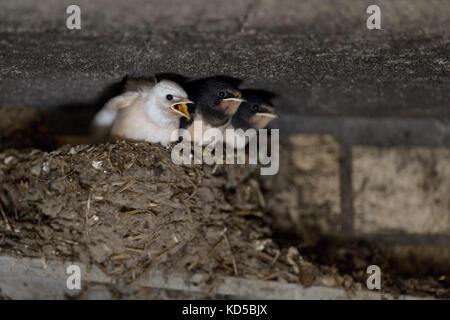 Fienile Swallow / Rauchschwalbe ( Hirundo rustica ), che mendiano pulcini in nido, quasi voltati, uno con piumaggio bianco (difetto genico), leucaristico, leucarismo, UE Foto Stock