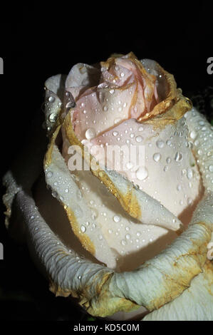 Whitered rose in sfondo nero. Foto Stock