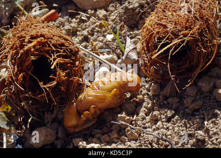 Larva e bozzolo di rosso curculione palm (Rhynchophorus ferrugineus) in Sardegna campagna Foto Stock