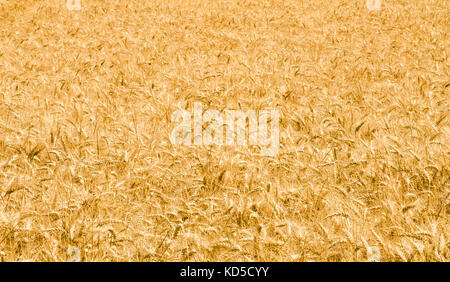 Giallo maturo spighe di grano Foto Stock