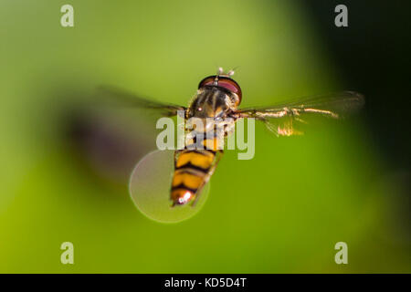 Hoverfly flottante Foto Stock