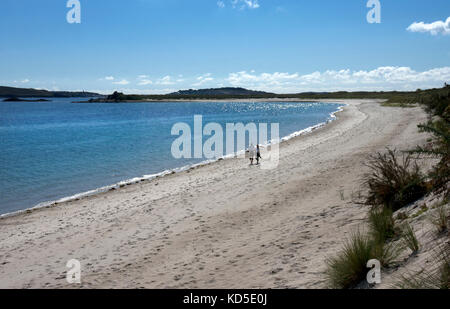 Giovane camminando lungo pentle bay,tresco,Isole Scilly,Isole britanniche Foto Stock