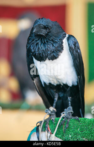 Closeup ritratto di corvus albus o corvo bianco Foto Stock