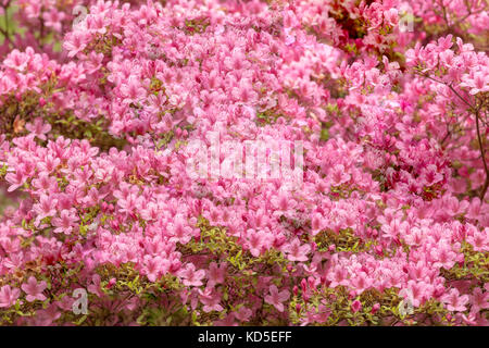 Fioritura azalee in rosa, in genere rododendro. Stagione primaverile in Arduaine Garden, Argyll and Bute, Scotland, Regno Unito. Foto Stock