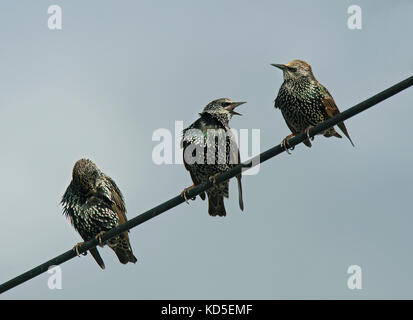 Comune, starling sturnus vulgaris, appollaiato sul filo del telegrafo, Dorset, Regno Unito Foto Stock