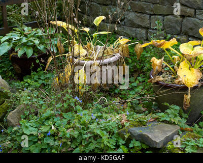 Autunno avvizzimento e hosta colorati in un meno di incontaminato giardino nidderdale a 900ft. North Yorkshire. Foto Stock