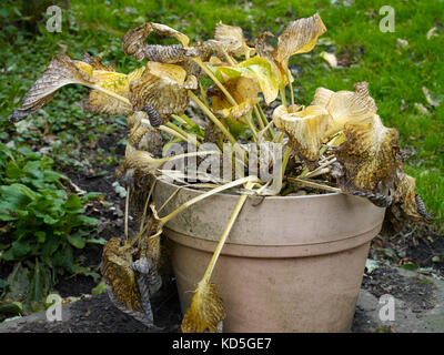 Autunno avvizzimento e hosta colorati in un meno di incontaminato giardino nidderdale a 900ft. North Yorkshire. Foto Stock