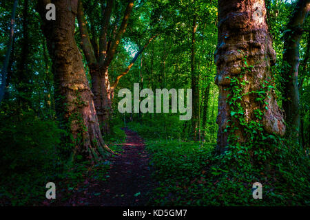 Dark moody foresta con il percorso e il verde degli alberi, Foto Stock