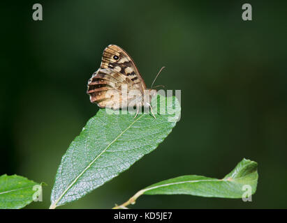 Chiazzato legno butterfly, pararge aegeria, in appoggio sulla lamina con soft focus sfondo, Dorset, Regno Unito Foto Stock