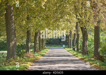 Villaggio strada laterale rivestita con tigli tigli virava al giallo in autunno Tilia cordata Krukow Bassa Slesia Polonia Foto Stock