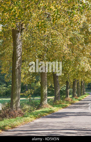 Villaggio strada laterale rivestita con tigli tigli virava al giallo in autunno Tilia cordata Krukow Bassa Slesia Polonia Foto Stock