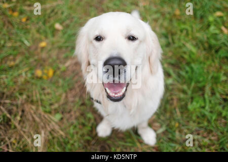 Adorabili golden retriever seduto su erba verde, all'esterno. Foto Stock