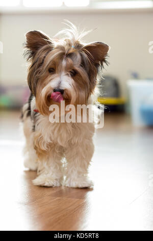 Cane di razza castoro york sta felice sul pavimento con la lingua fuori Foto Stock