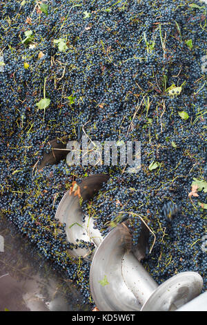 Vista superiore della lavorazione dell'uva metal machine la spremitura di uve Cabernet Sauvignon in una fabbrica di vigna Foto Stock