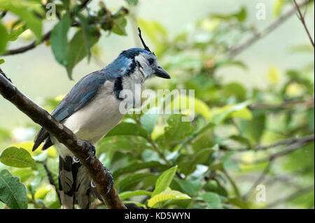 Blu e bianco Magpie-Jay in un albero di mele, Arenal Volanco, Costa Rica Foto Stock