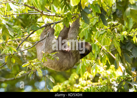 Il bradipo appeso a un albero, Costa Rica Foto Stock