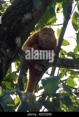 Pale scimmia urlatrice in un albero, Costa Rica Foto Stock