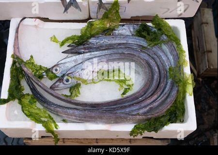 Lepidopus caudatus, pesce bandiera in italiano, al mercato del pesce,napoli Foto Stock