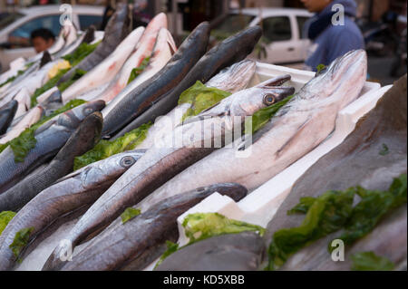 Merluzzi, Mediterranea di pesce al mercato di napoli, Italia Foto Stock