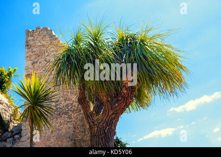 Exotic palm trees against an old ruined wall. Tropical landscape. Foto Stock