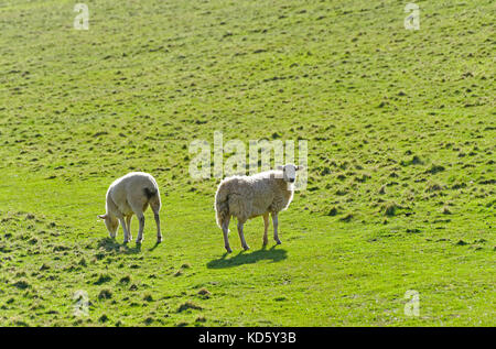 Due pecore in un campo nel Devon England Regno Unito Foto Stock