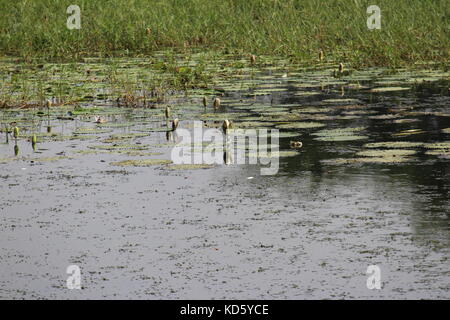 Boccioli di Loto nel lago a sultanpur parco nazionale Foto Stock