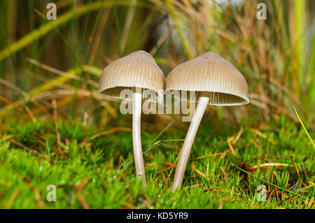 Due piccoli funghi, probabilmente i cofani di mungitura, in MOSS Foto Stock