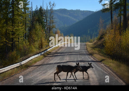 Autunno Crossing, Mule Deer vicino a Glacier National Park su una strada di ghiaia nel pomeriggio con le montagne in vista. Foto Stock