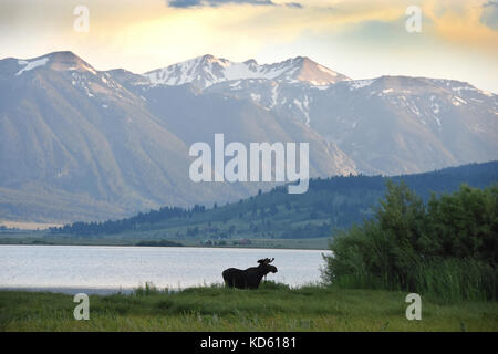 Moose presso Henry's Lake in Island Park, Idaho Foto Stock