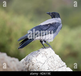 Cornacchia mantellata Corvus cornix sulla costa rocciosa di Itaca nelle isole Ionie della Grecia Foto Stock