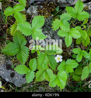 Fragole Fragaria vesca foglie con un unico fiore Foto Stock