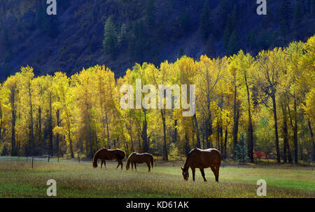 Cavalli al pascolo in autunno pomeriggio di sole in un prato erboso. Foto Stock