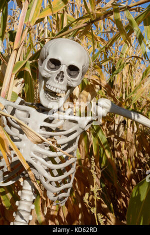 Scheletro di halloween di stocchi di mais nel campo di grano Foto Stock