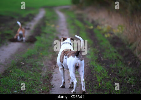 Bulldog americano e beagle in una passeggiata di sera. Foto Stock