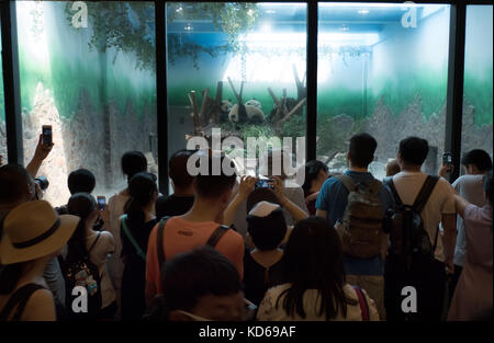 Le persone e i turisti a scattare foto con lo smartphone a Chengdu research base del panda gigante di allevamento in Cina. animale in zoo, giardini zoologici, resc Foto Stock