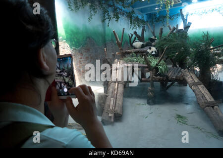 Le persone e i turisti a scattare foto con lo smartphone a Chengdu research base del panda gigante di allevamento in Cina. animale in zoo, giardini zoologici, resc Foto Stock