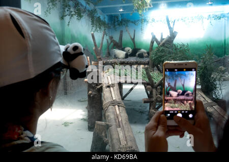 Le persone e i turisti a scattare foto con lo smartphone a Chengdu research base del panda gigante, allevamento o panda base, a Chengdu, Cina, Asia. animale ho Foto Stock