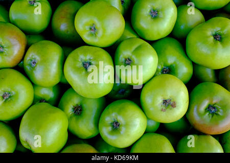 Green bramley la cottura di mele Foto Stock