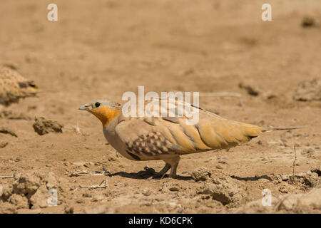 Maschio puntato Sandgrouse (Pterocles senegallus) a Rann maggiore di Kutch, Gujarat, India Foto Stock