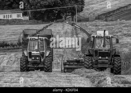 L'annata 1990 Ford 8830 su 2006 reco mengele sh40n forager, la trinciatura erba per inverno mangimi per bestiame da latte con 1989 Ford 7810, (Silver Jubilee) Foto Stock