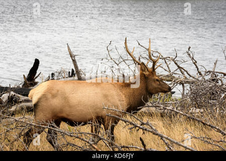 Viaggio nel Wyoming per il parco nazionale di Yellowstone Foto Stock