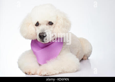 Isolato bianco cane barboncino. carino curato cane barboncino Foto Stock