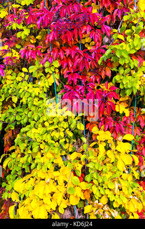 Un colorato virginia superriduttore (parthenocissus quinquefolia) in autunno. Foto Stock