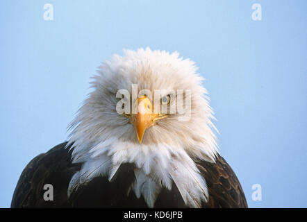 Aquila calva Haliaeetus leucocephalus Homer Spit Alaska Gennaio Foto Stock